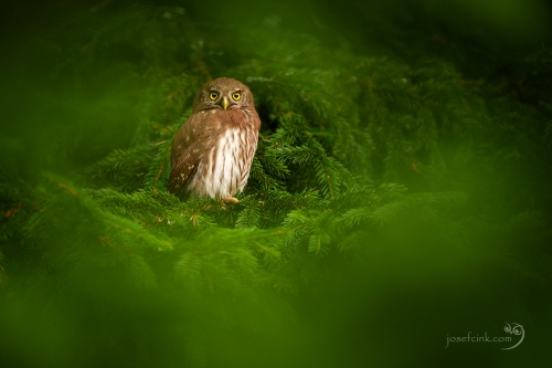 Kulíšek nejmenší - junior (Glaucidium passerinum)