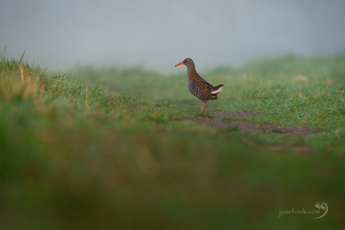 Chřástal vodní (Rallus aquaticus)