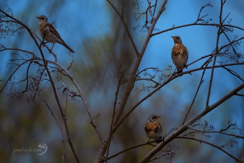Drozd kvíčala (Turdus pilaris)