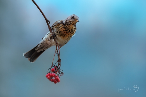 Drozd kvíčala (Turdus pilaris)