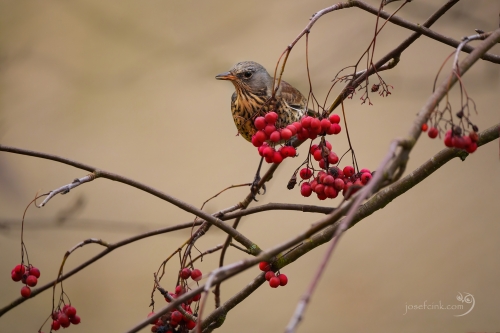 Drozd kvíčala (Turdus pilaris)