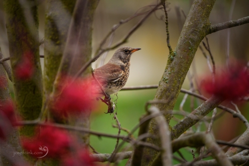 Drozd kvíčala (Turdus pilaris)