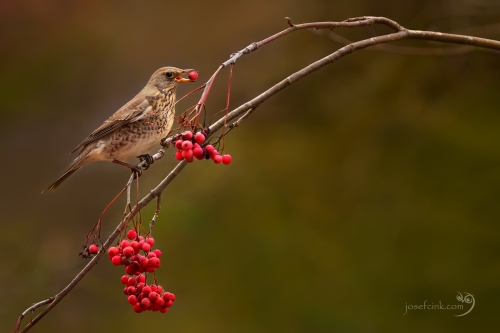 Drozd kvíčala (Turdus pilaris)