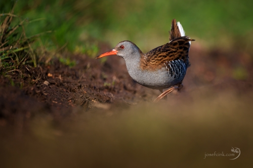 Chřástal vodní (Rallus aquaticus)