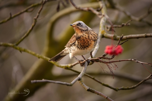 Drozd kvíčala (Turdus pilaris)