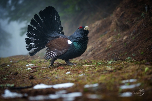 Tetřev hlušec (Tetrao urogallus)