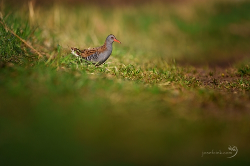 Chřástal vodní (Rallus aquaticus)
