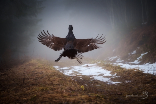 Tetřev hlušec (Tetrao urogallus)