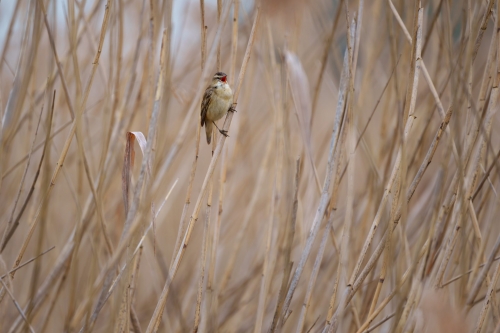 Rákosník proužkovaný (Acrocephalus schoenobaenus)