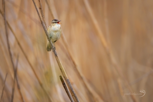 Rákosník proužkovaný (Acrocephalus schoenobaenus)