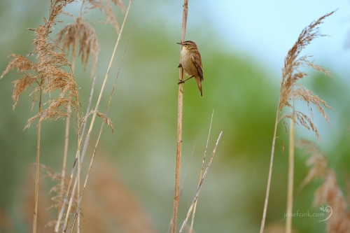 Rákosník proužkovaný (Acrocephalus schoenobaenus)
