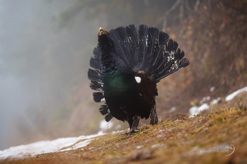 Tetřev hlušec (Tetrao urogallus)