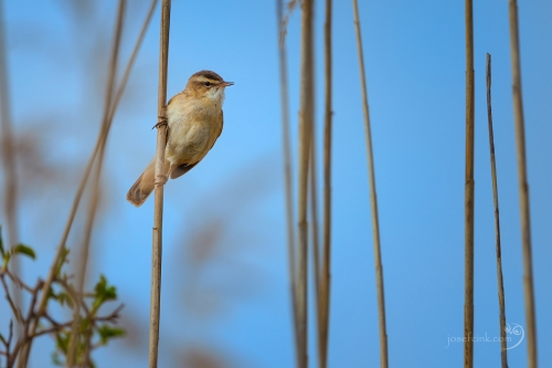 Rákosník proužkovaný (Acrocephalus schoenobaenus)