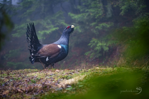 Tetřev hlušec (Tetrao urogallus)