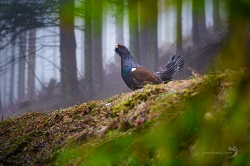 Tetřev hlušec (Tetrao urogallus)