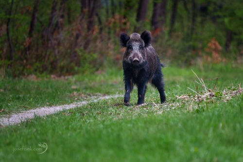Prase divoké (Sus scrofa)