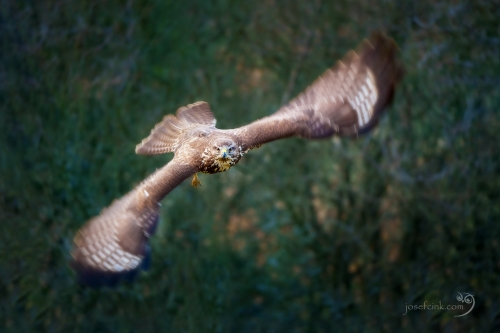 Káně lesní (Buteo buteo)