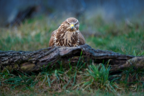 Káně lesní (Buteo buteo)
