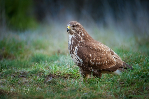 Káně lesní (Buteo buteo)