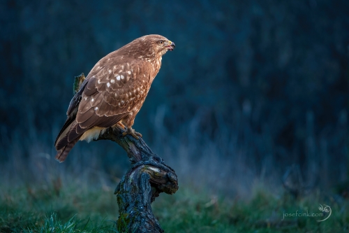 Káně lesní (Buteo buteo)