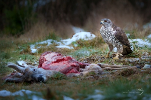 Jestřáb lesní (Accipiter gentilis)