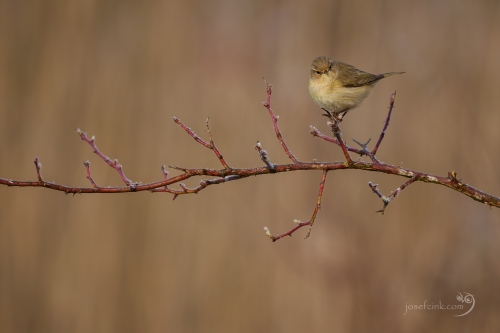 Budníček menší (Phylloscopus collybita)