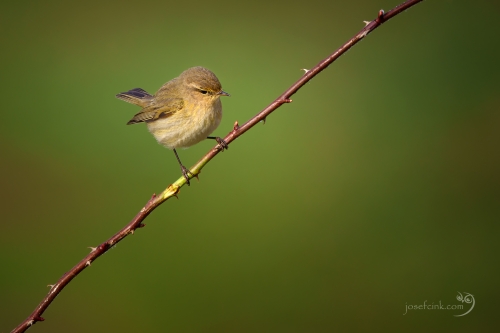 Budníček menší (Phylloscopus collybita)