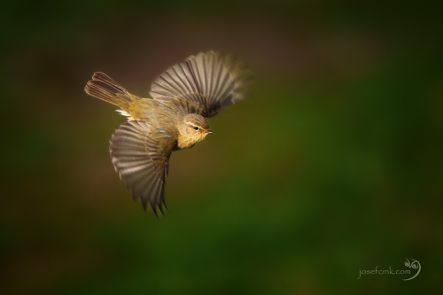Budníček menší (Phylloscopus collybita)