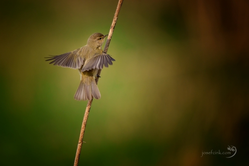 Budníček menší (Phylloscopus collybita)