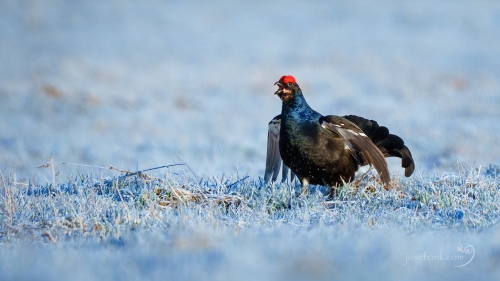Tetřívek obecný (Tetrao tetrix)