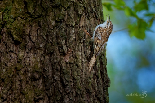 Šoupálek dlouhoprstý (Certhia familiaris)