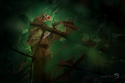 Výreček malý (Otus scops)