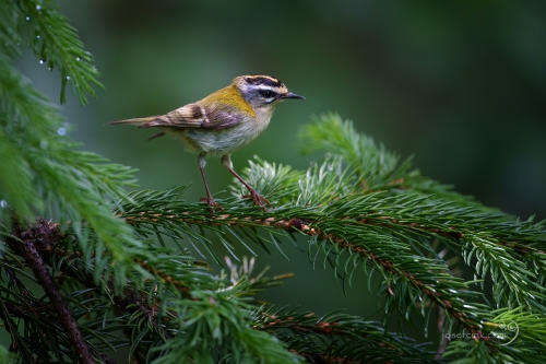 Králíček ohnivý (Regulus ignicapilla)