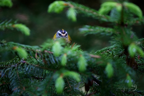 Králíček ohnivý (Regulus ignicapilla)