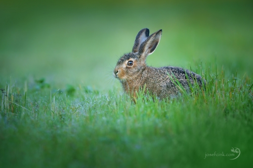 Zajíc polní (Lepus europaeus)