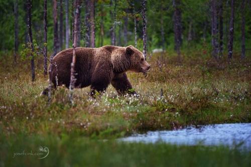Medvěd hnědý (Ursus arctos)