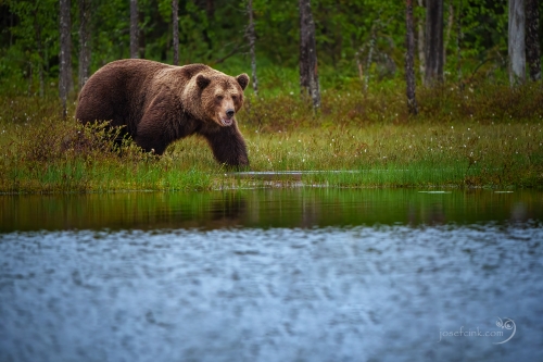 Medvěd hnědý (Ursus arctos)