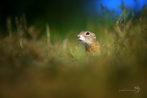 Sysel obecný (Spermophilus citellus)