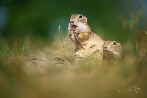 Sysel obecný (Spermophilus citellus)