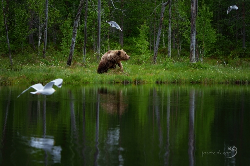 Medvěd hnědý (Ursus arctos)