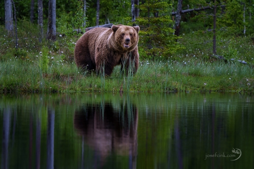 Medvěd hnědý (Ursus arctos)