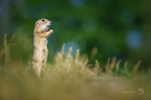 Sysel obecný (Spermophilus citellus)