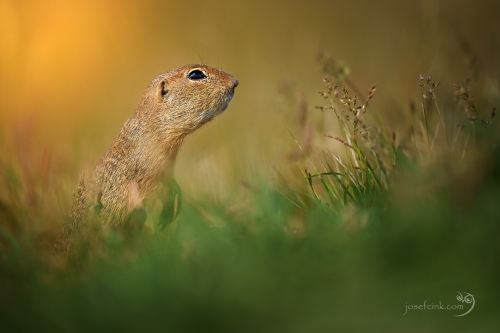 Sysel obecný (Spermophilus citellus)