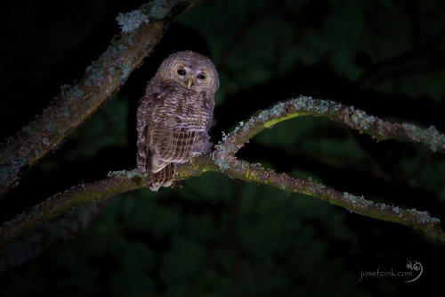 Puštík obecný jun. (Strix aluco)