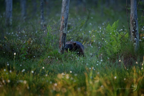 Rosomák sibiřský (Gulo gulo)
