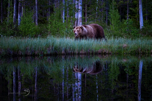 Medvěd hnědý (Ursus arctos)