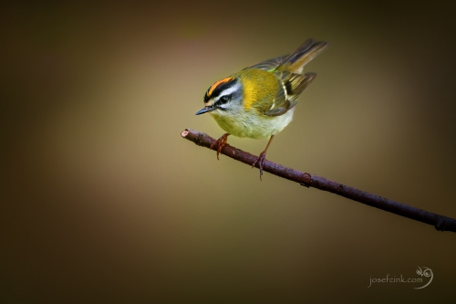 Králíček ohnivý (Regulus ignicapilla)