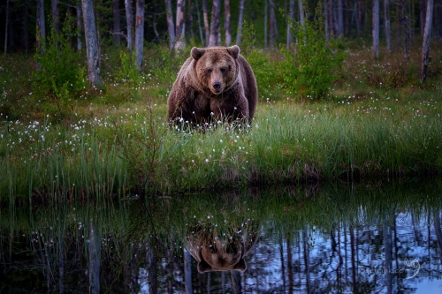 Medvěd hnědý (Ursus arctos)