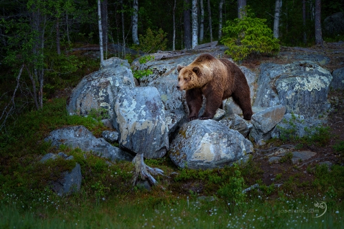 Medvěd hnědý (Ursus arctos)