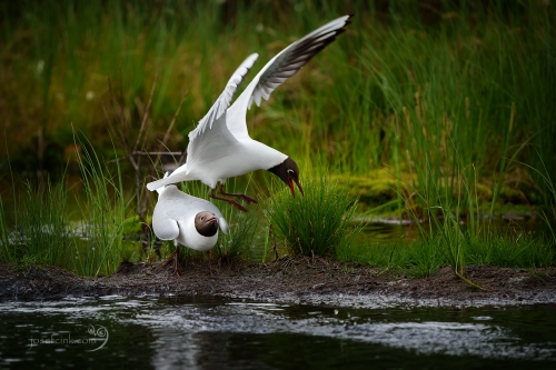 Racek chechtavý (Chroicocephalus ridibundus)
